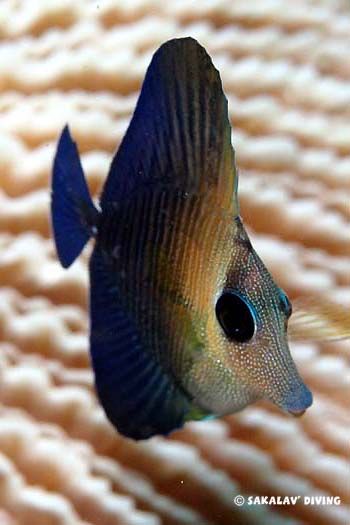 plongée macro zebrasoma scopas nosy be